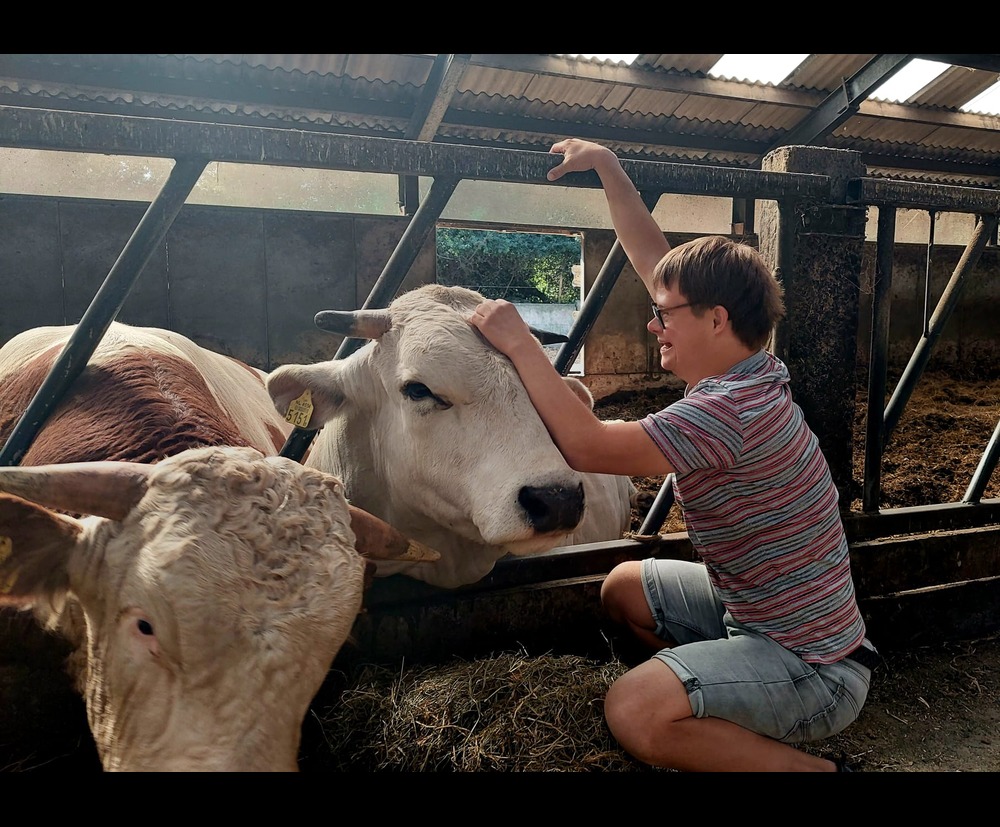 Jongen met koeien